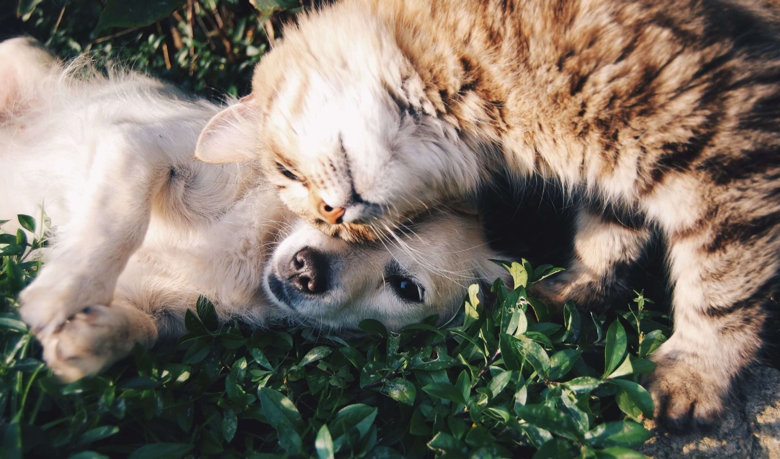 Foto: Cane e gatto — ambiente reale, luce naturale